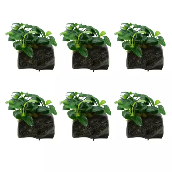 Package Driftwood Anubias Nana on Nano Driftwood Aquatic Live Plants Freshwater