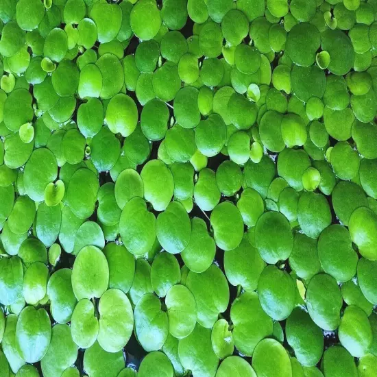 40+ Leaf Amazon Frogbit - Live Aquarium Floating Plants - Buy 2 Get 2 FREE!