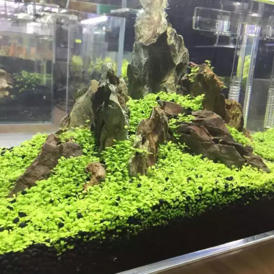 Seeds Tank Water Aquatic 5g Plants Grass Decor ! Aquarium Plant Foreground Fish