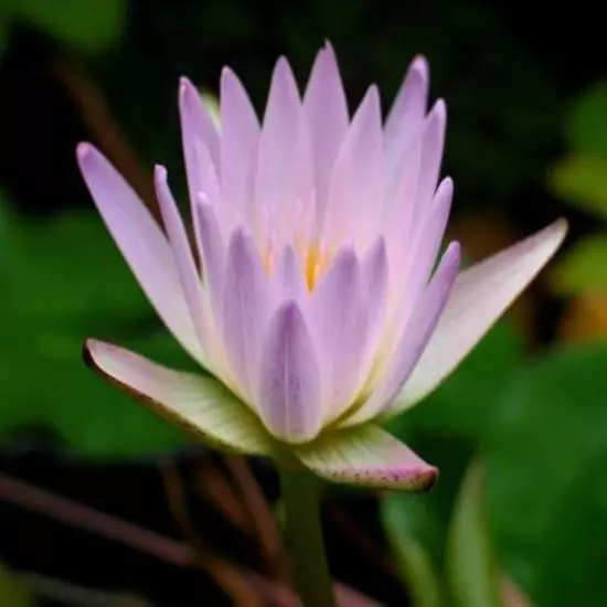 Nymphaea Hilary | Aquarium Plants Factory®