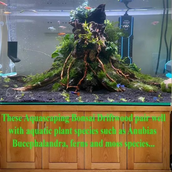 Aquarium tree stump driftwood bonsai hardscape aquascaping wood fish tank plants