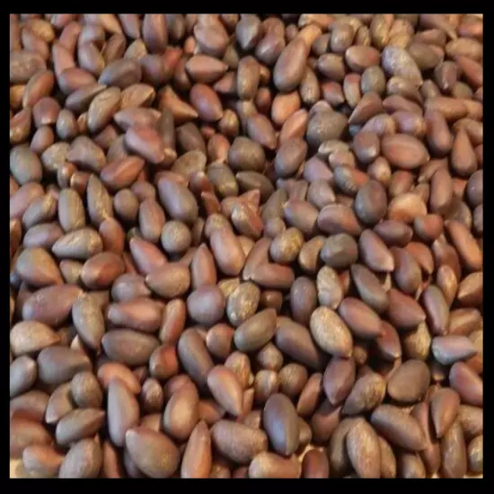 FRESH Pinenuts Nevada/Utah Soft Shell Pinyon Pine Nuts 2024 - 1LB *Pre-Order*