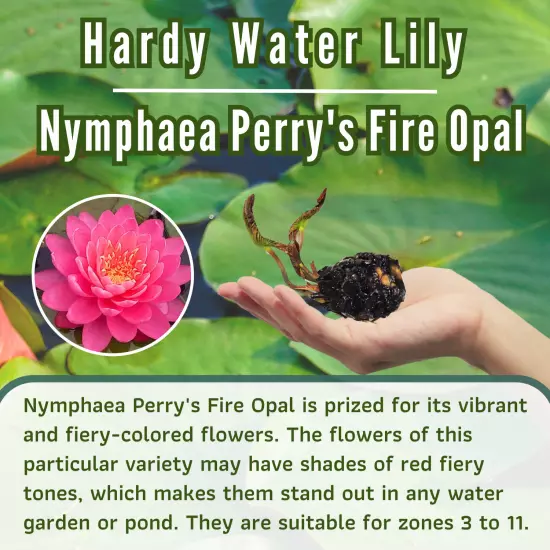 Buy2Get1Free Red Perry's Fire Opal Hardy Waterlily Live Fresh Tuber Plants Pond