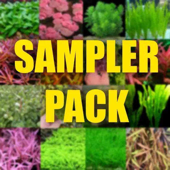 Aquarium Plant Sampler Package. Filled with variety! $20 Value 20 Stems