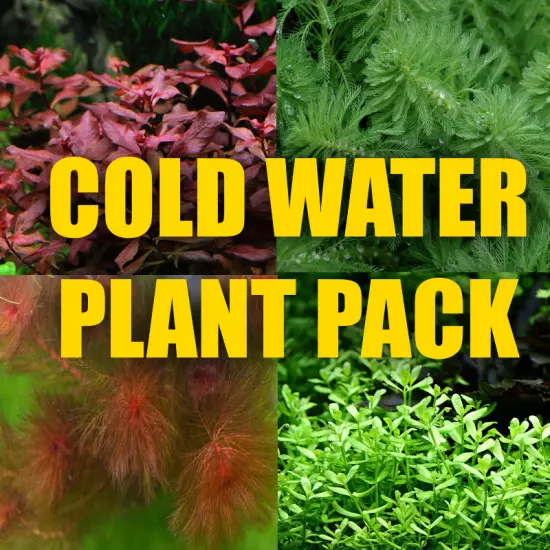 $20 Cold Water Aquarium Package filled with plants that Thrive in Colder temps