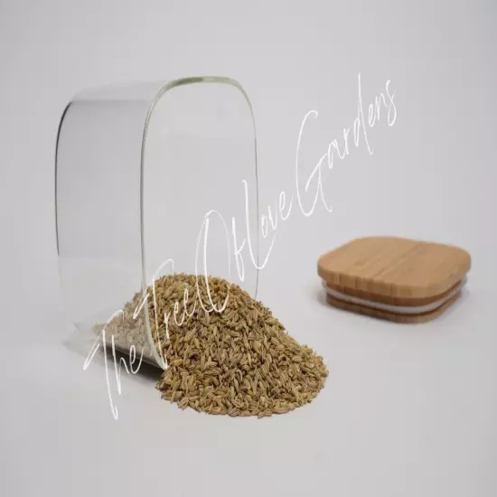 Fennel Seed Whole or Powder | Fennel Seed | Foeniculum vulgare