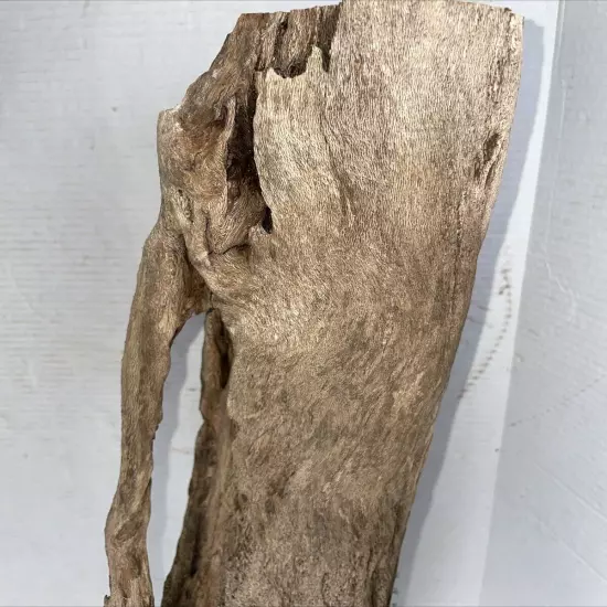 Driftwood 23” Tall Taxidermy Beach Lake Mountain House Wedding Reception