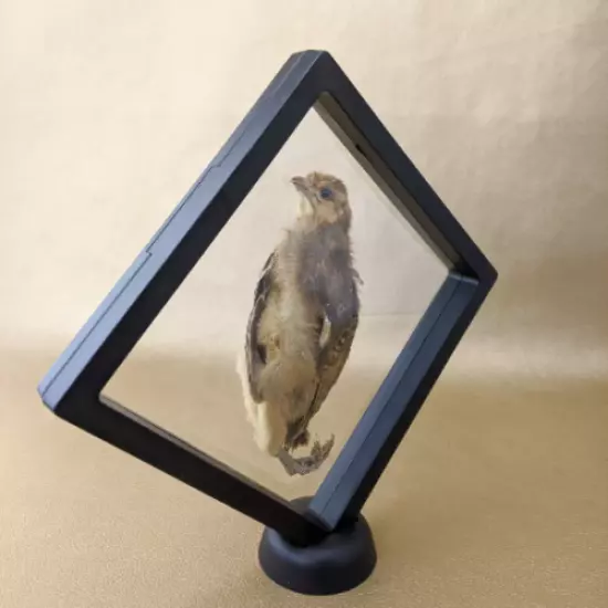 W100K Taxidermy Preserved Chick Oddities Curiosities Floating Display Bird