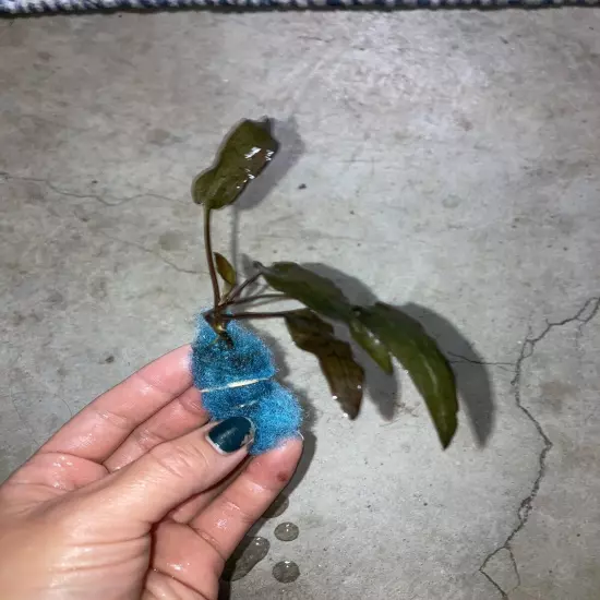 Cryptocoryne Wendtii Live Aquarium Plants