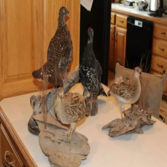 4 Franklin Grouse Lot Taxidermy Log Cabin Decor Mount Spruce Hen Ptarmigan Bird 