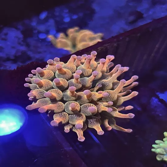 Unique ~6” Ultra Rainbow Bubble Tip Anemone BTA RBTA High End Live Coral Nem CSB