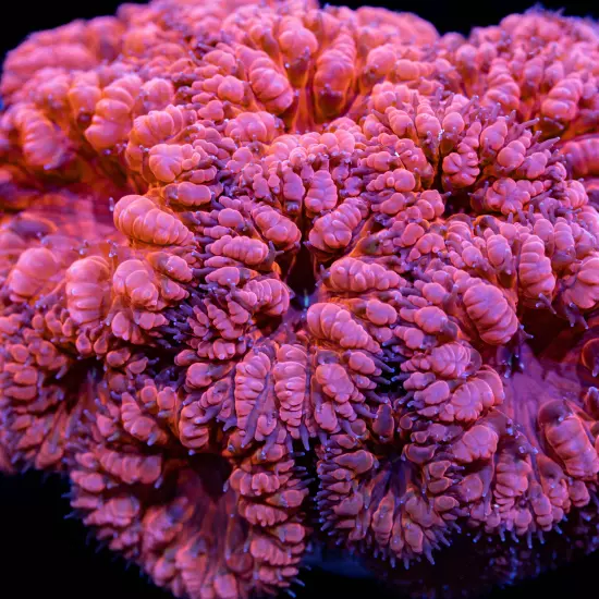 LC Scarlet Witch Blastomussa Merletti, WYSIWYG Live Corals