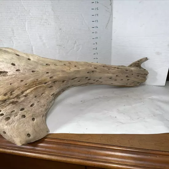 Driftwood Taxidermy Beach Lake Mountain House Wedding Reception 24” Long