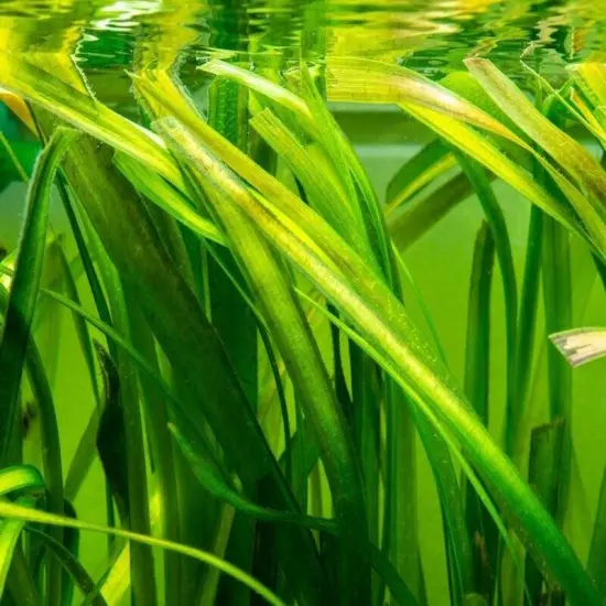 6 Plants Jungle Vals Vallisneria Live Freshwater Aquarium Plants beginner tank