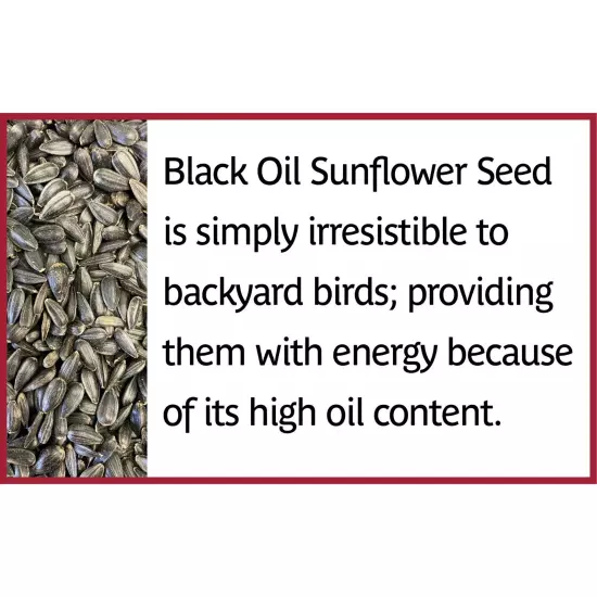 Pennington Select Black Oil Sunflower Seed Dry Wild Bird Feed 40 lb. Bag 1 Pack