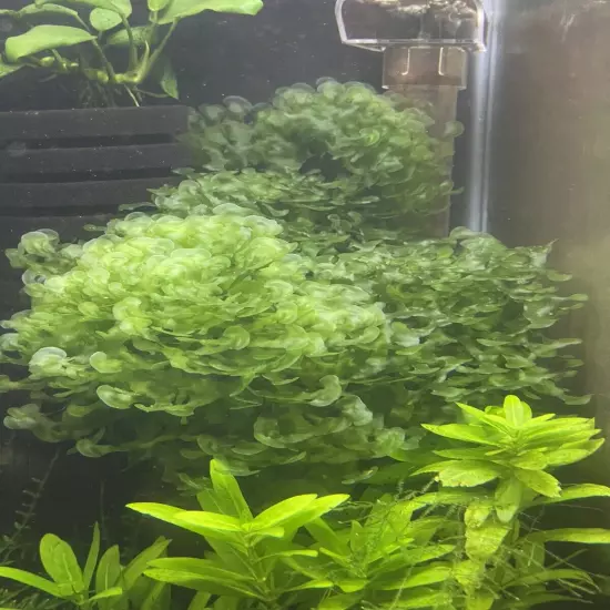 BUY 2 GET 1 FREE - Pellia Moss (Subwassertang) - Easy Live Low Maintenance