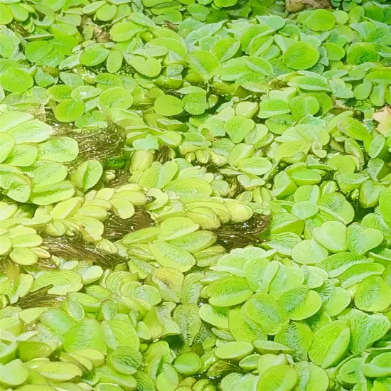 5 Salvinia Minima Live Floating Aquatic Plant Freshwater Aquarium & Pond Plants