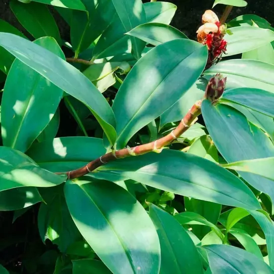 Ceylon Organic Insulin Plant Dried Leaves dried ( Costus Igneus ) Thebu