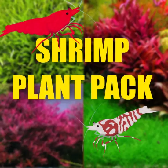 $100 Shrimp Plant package! Fresh plants for your shrimp! 