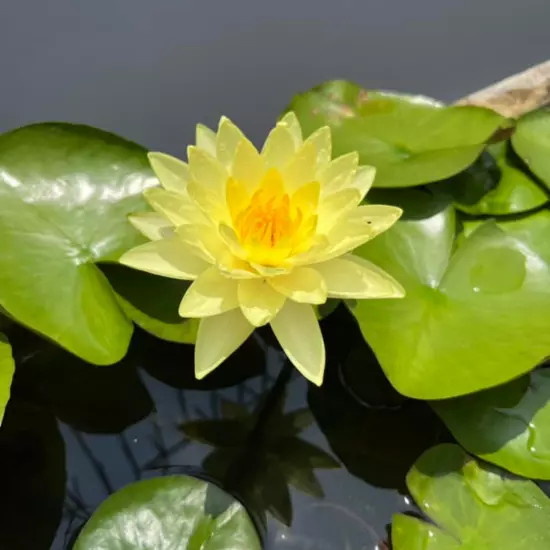 Buy2Get1Free Yellow California Gold Hardy Waterlily Live Pond Plant Colorful