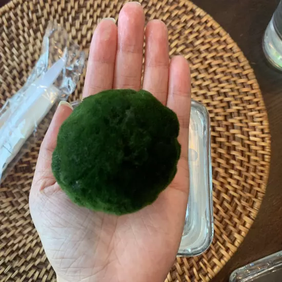 Large Live Marimo Moss Ball About 3 Inches