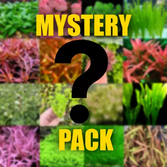 Mystery Aquarium plant package! Healthy organic aquatic plant package $30