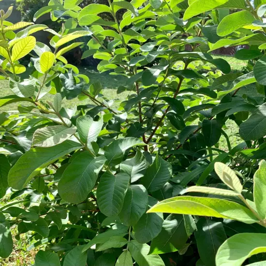 55 PC'S FRESH ORGANIC GUAVA LEAVES TEXAS GROWN GREEN Tea Hojas de Guayaba