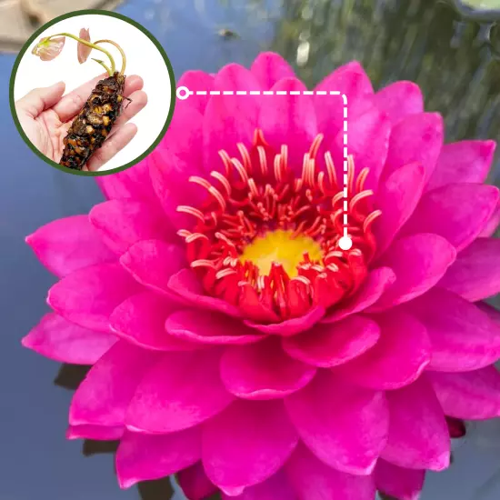 Buy2Get1Free Red Perry's Fire Opal Hardy Waterlily Live Fresh Tuber Plants Pond