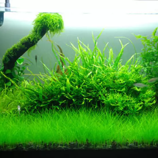 Aquarium Plant eeds Fish Tank Aquatic Water Grass Foreground Easy Plants❀