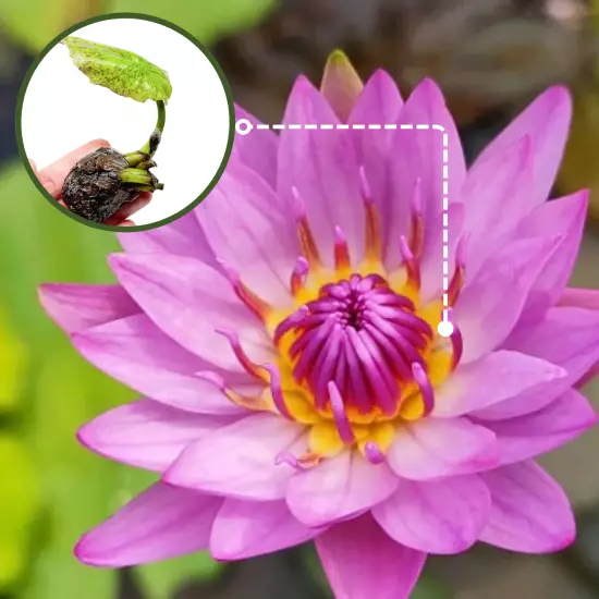 Buy2Get1Free Red Evelyn Tropical Waterlily Live Freshwater Plants Pond Flower