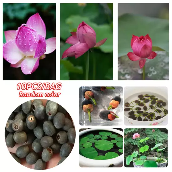 10pcs Mixed Color The Sacred Bonsai Lotus Flower Seeds Home Garden Decoration