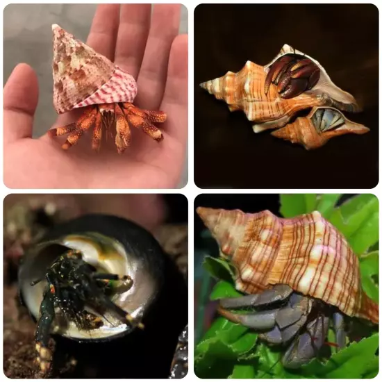 14PCS 14 Kind Natural Hermit Crab Shells Size 1" - 3.5", Opening 0.8" - 1.5" ...