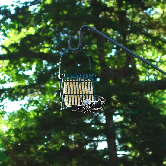 Variety Pack of 4 Flavors of Suet Cakes for Wild Birds 11 Ounces Each