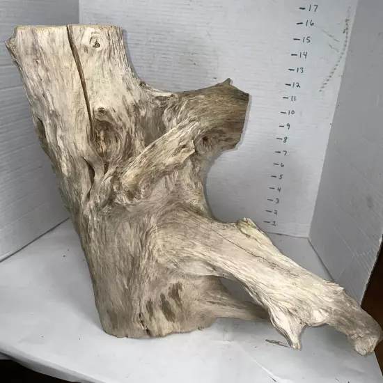 Driftwood 16” Tall 19” WideTaxidermy Beach Lake Mountain House Wedding Reception