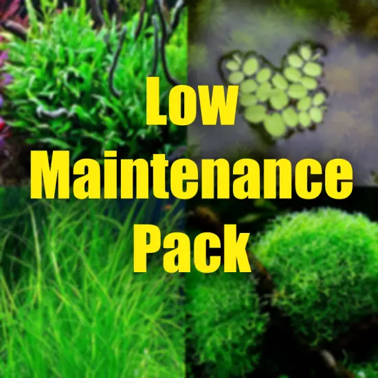 Low Maintenance Aquarium plant package really easy to grow plants