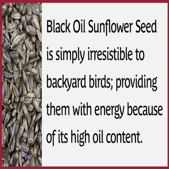 Pennington Select Black Oil Sunflower Seed Wild Bird Feed 10, 20 & 40 Lb Bag USA