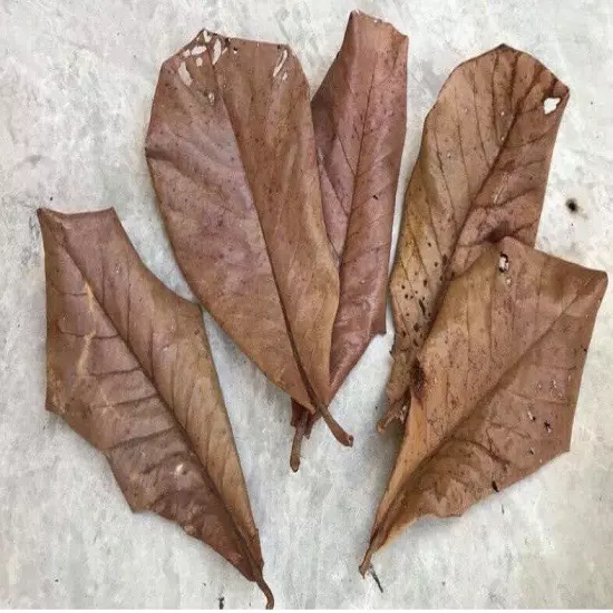 Catappa Indian Almond Leaves Ketapang Leaf Shrimp Betta Fish-Fresh 50Pcs