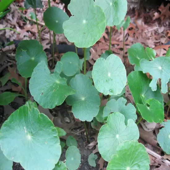 15 Brazilian Pennywort Water Ivy Hydrocotyle Live Aquarium Plant Round Leaves