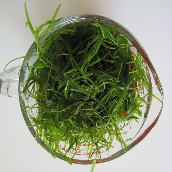 4 CUPS OF GUPPY GRASS - FLOATING AQUARIUM PLANTS