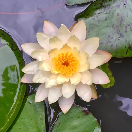 Buy2Get1Free Orange Peaches Cream Hardy Waterlily Live Pond Plants Color Flower