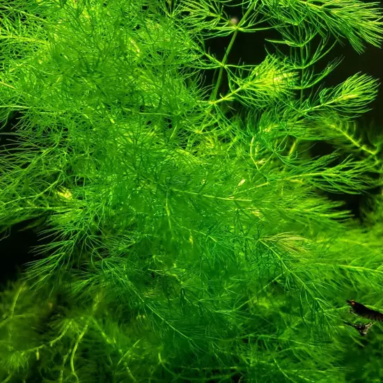 BUY 2 GET 1 FREE Hornwort Aquatic Plant Live Aquarium Plants