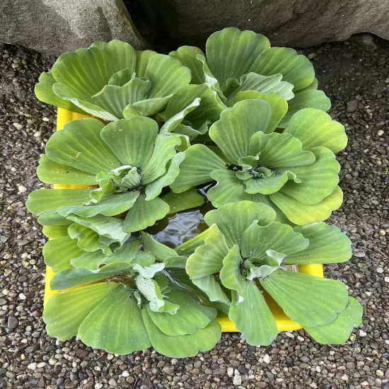 Memorial Day Special (10) Jumbo Water Lettuce Floating Koi Pond Plant Shade 6"