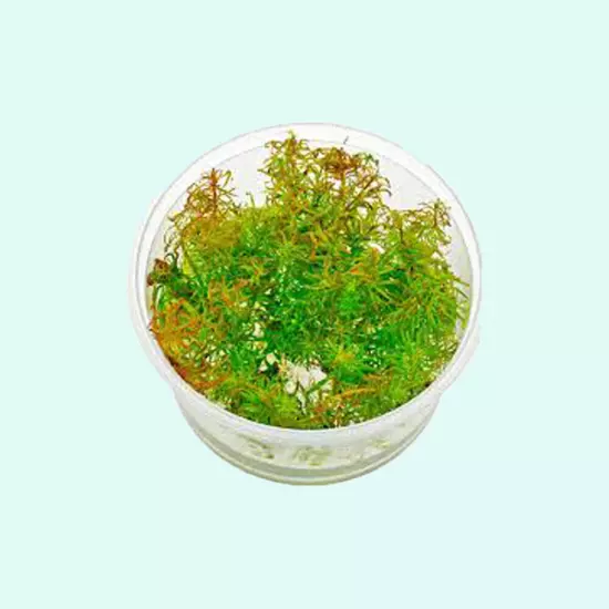 BUY 2 GET 1 FREE Ludwigia Inclinata "Verticillata White" Live Aquarium Plants