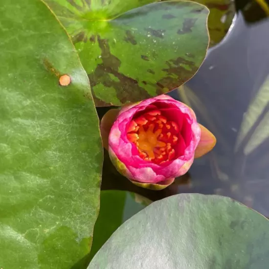 Buy2Get1Free Red Sultan Hardy WaterLily Tuber Live Freshwater Plant Pond Flower