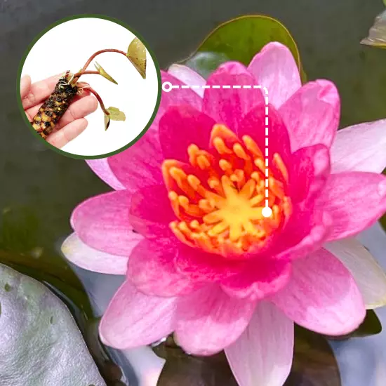 Buy2Get1Free Red Sultan Hardy WaterLily Tuber Live Freshwater Plant Pond Flower