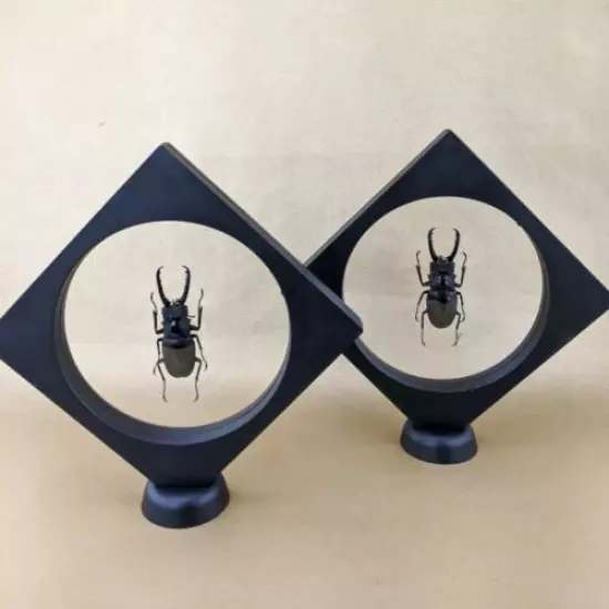 K46b Entomology Taxidermy Lg Stag Beetle Specimen floating frame collectible