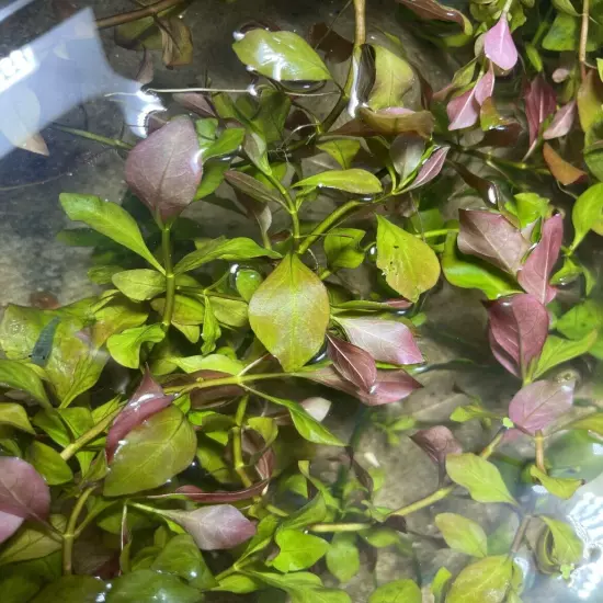 Super Red Ludwigia Aquarium Plant Easy low maintainence