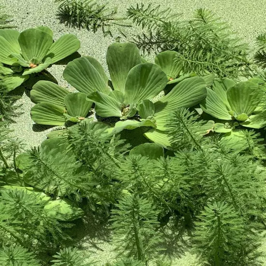 Water Lettuce (1) & Duckweed Aquatic Floating Water Pond Plants