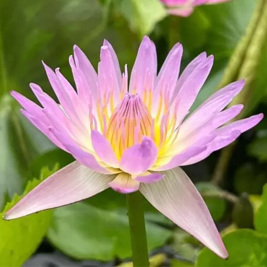 Buy2Get1Free Pink Hilary Tropical Waterlily Live Freshwater Plants Pond Flower