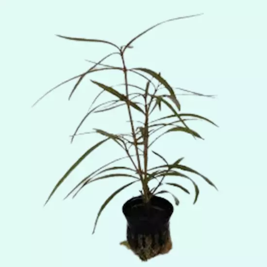 Hygro Araguaia (Hygrophila Araguaia) Easy Aquarium Plant